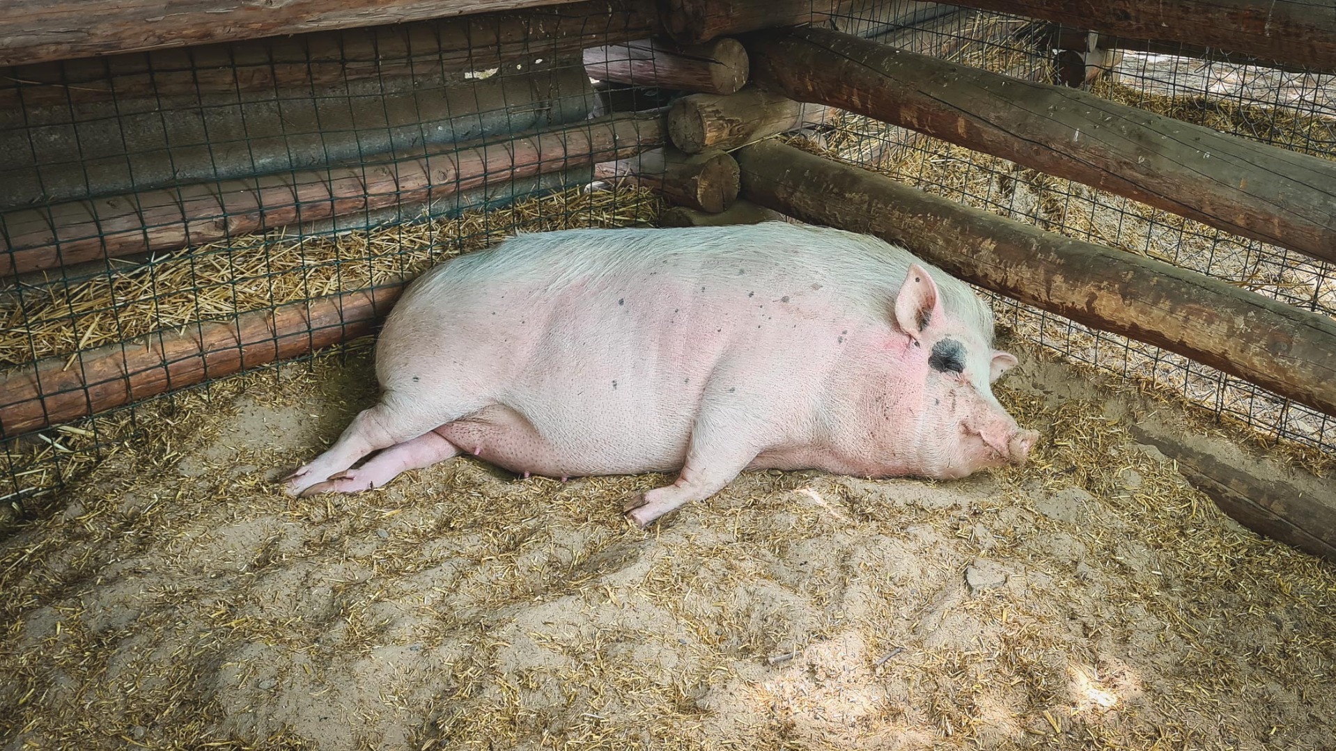 В говяжьей тушенке в Свердловской области нашли ДНК свиньи