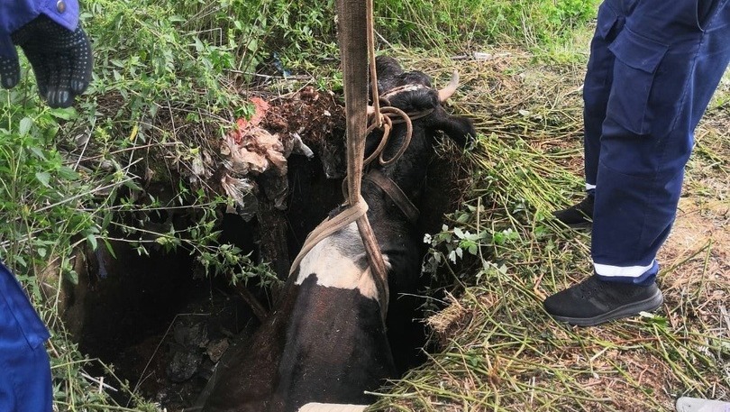 Корова упала в выгребную яму на Руднике в Нижнем Тагиле