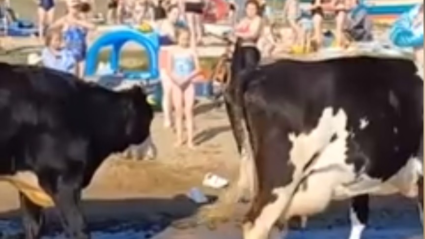 Коровы захватили пляж под Екатеринбургом и нагадили в воду