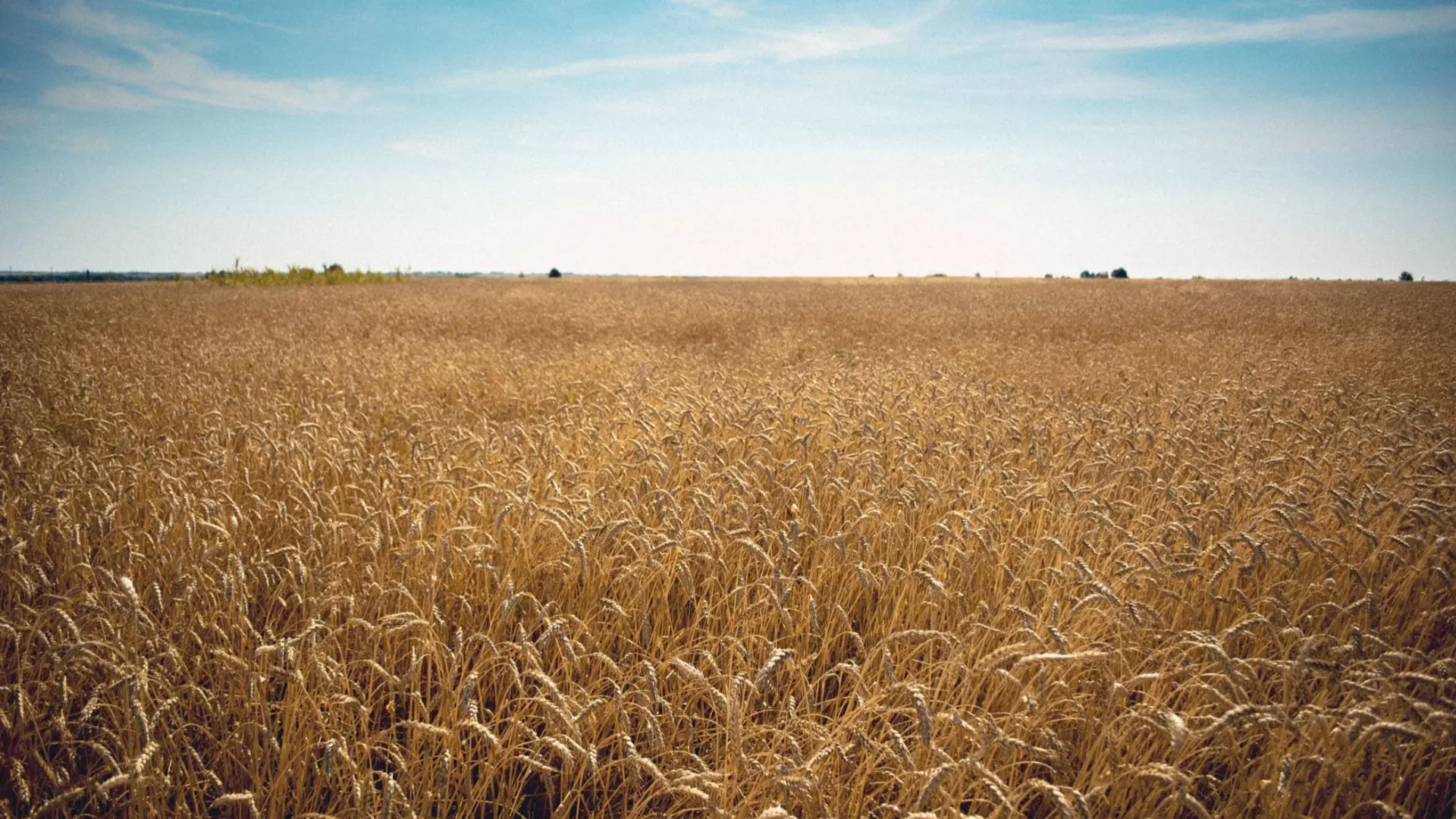 Эксперты: Мировые цены на российскую пшеницу скоро вырастут