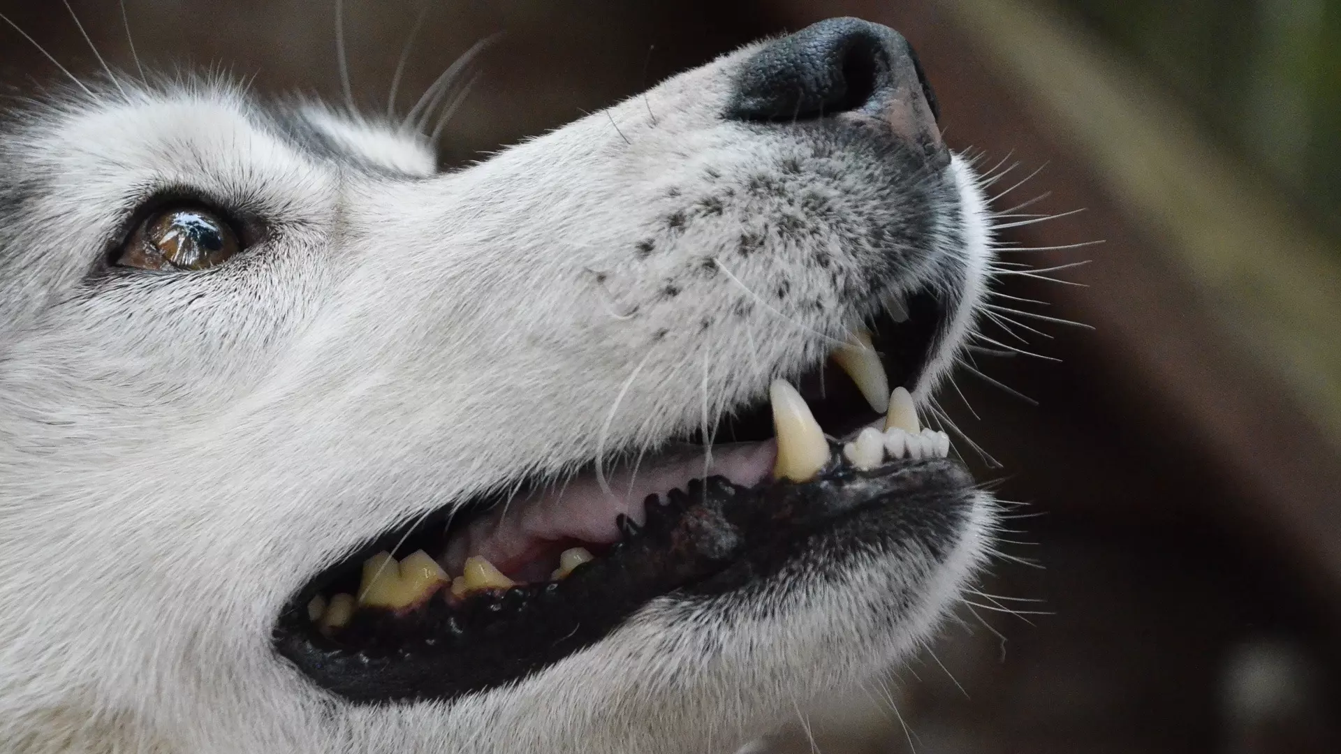 В Екатеринбурге названа причина роста числа агрессивных собак