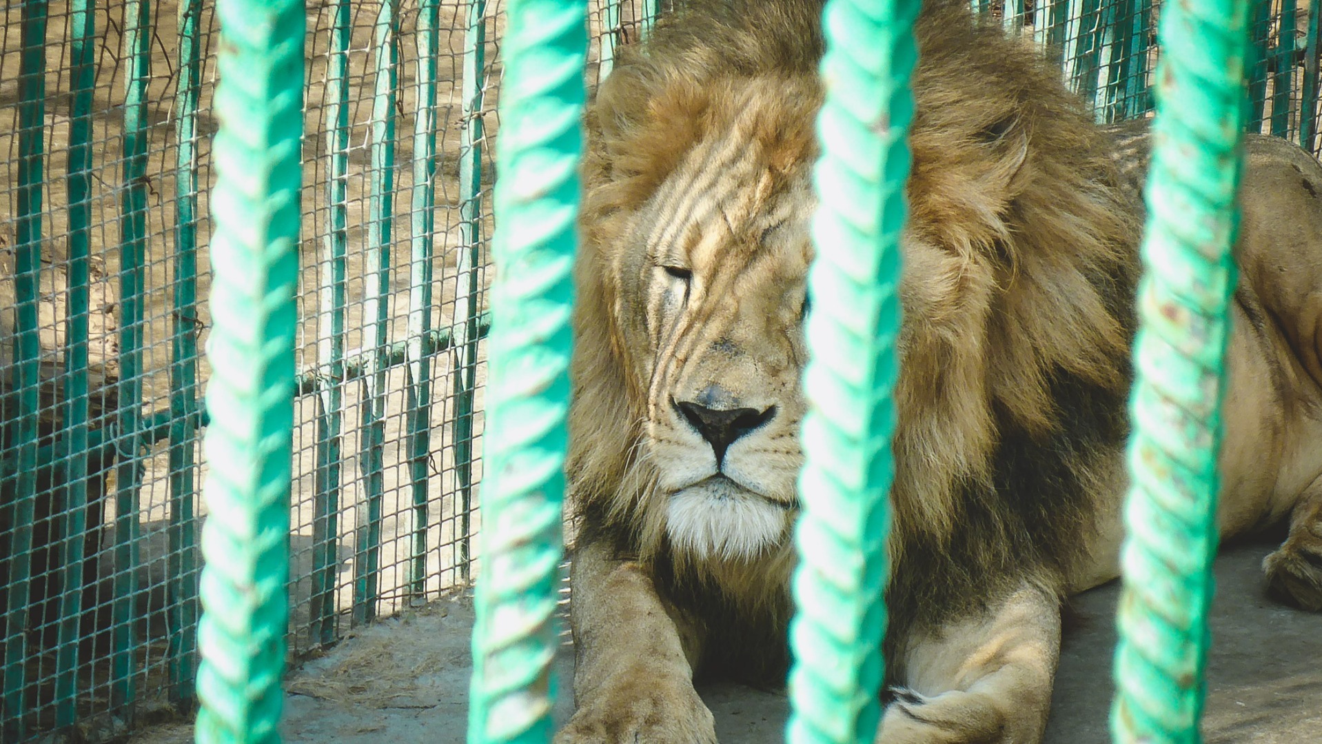 Тагильский ребцентр животных поддержал директора парка львов «Тайган»
