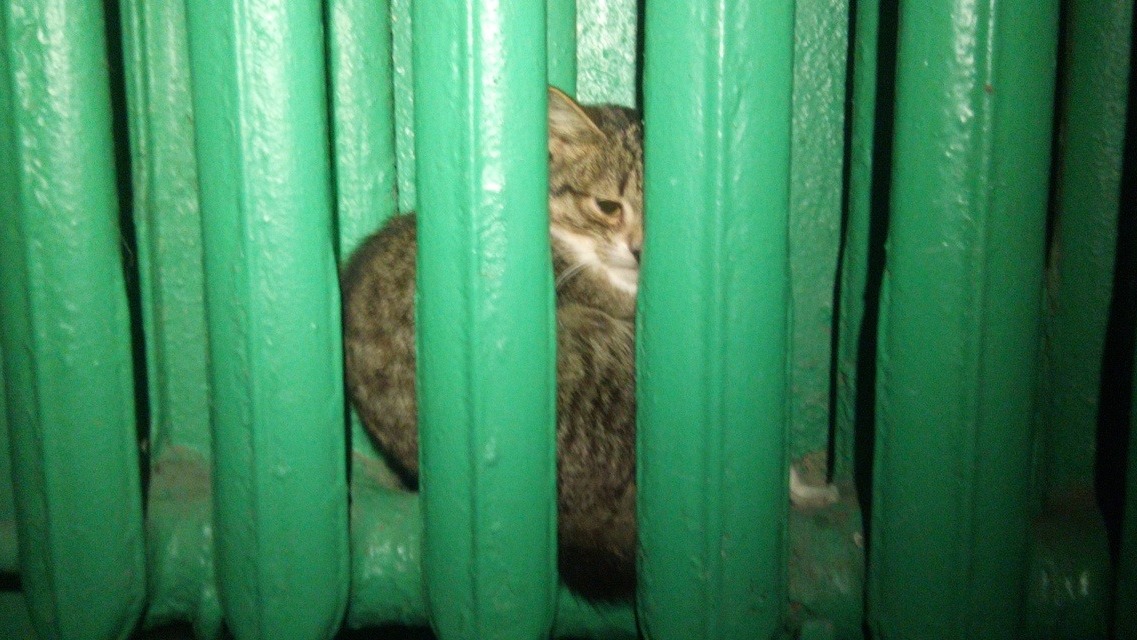 Застрявшего в батарее кота спасли в Екатеринбурге