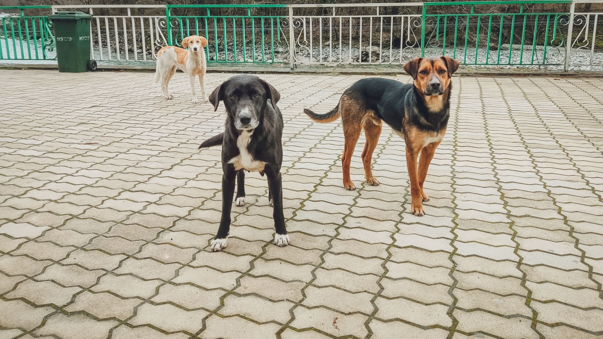 В мошенничестве обвиняется фирма по отлову собак в Каменске-Уральском