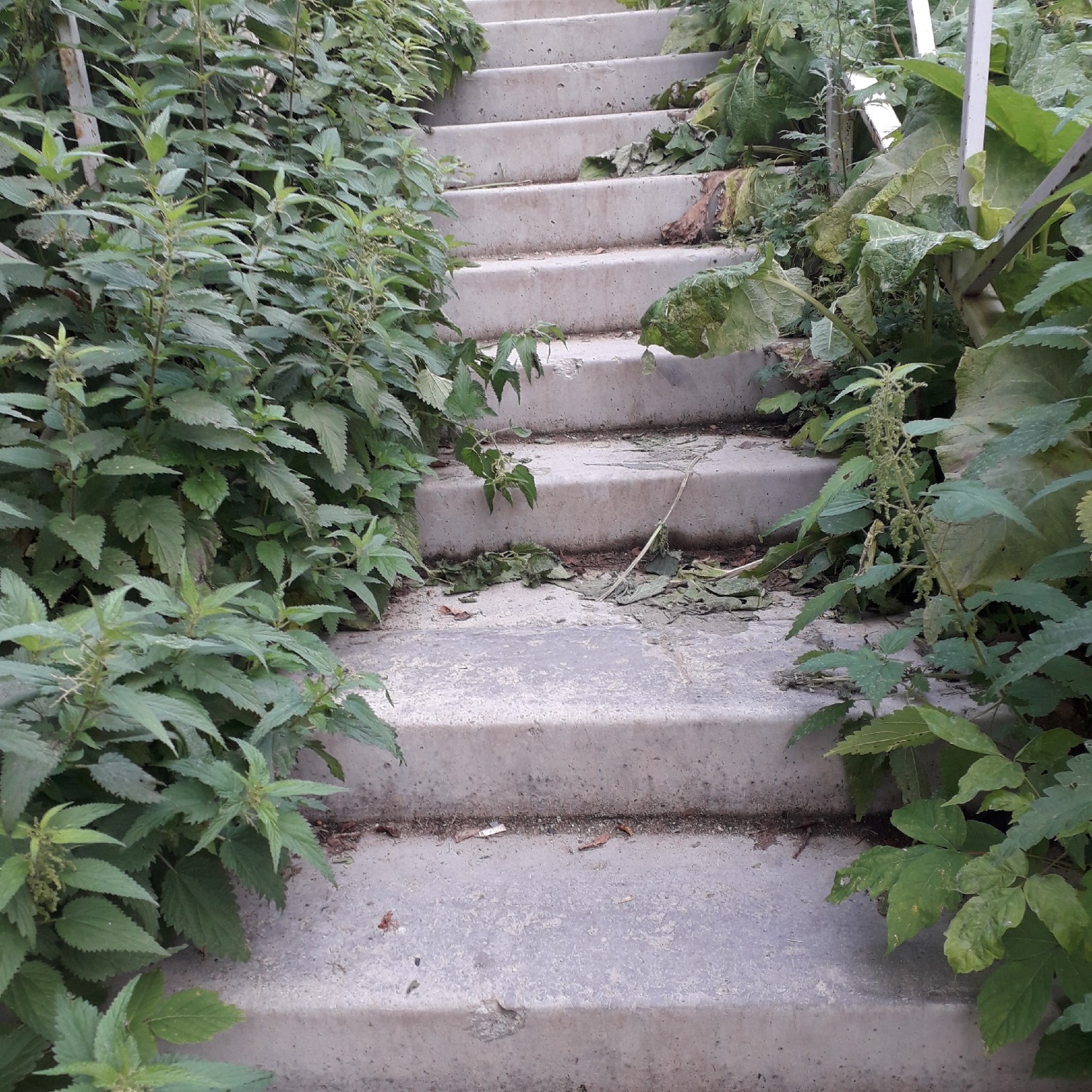 Заросшая лестница в Невьянске