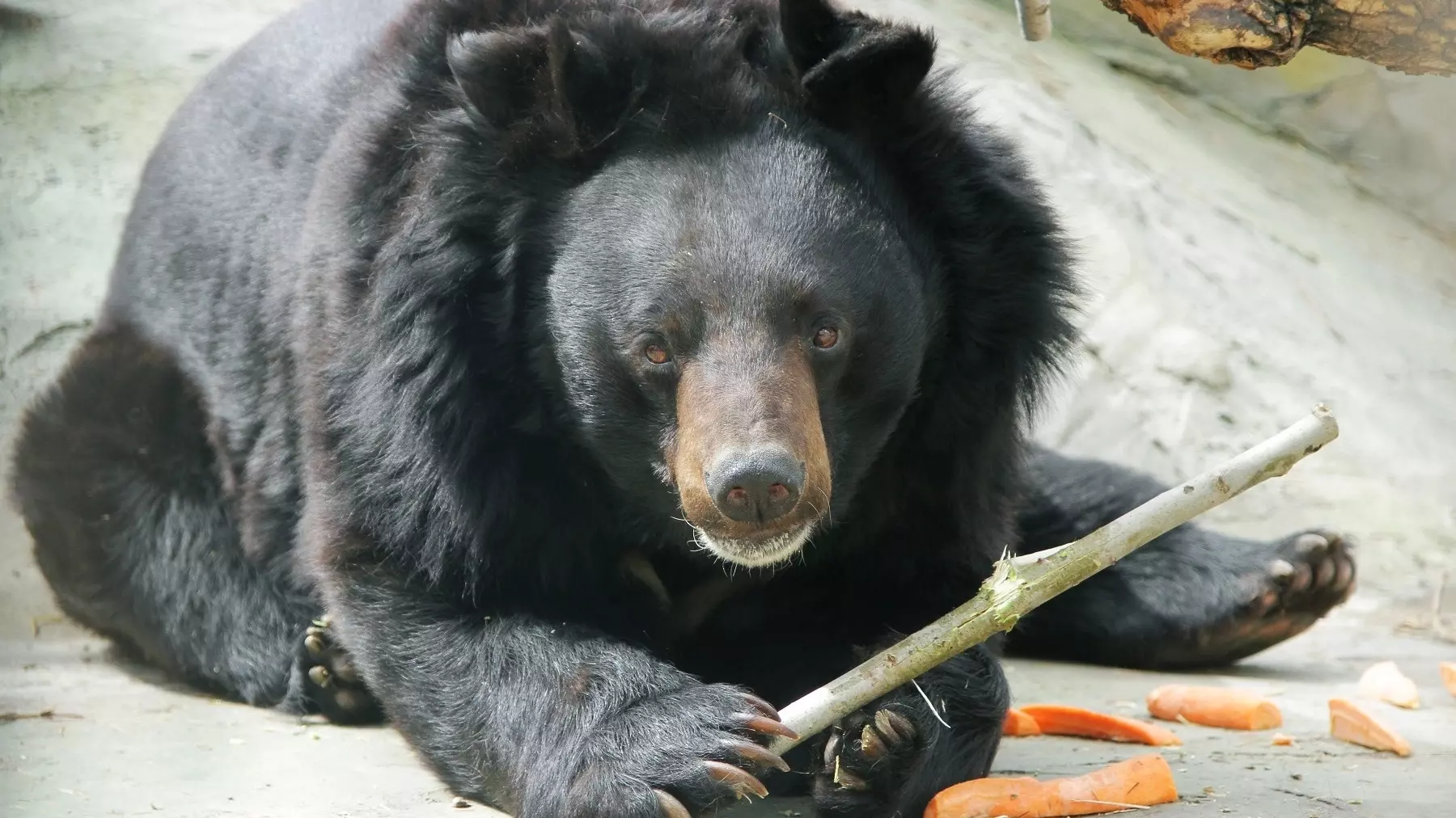 Первый медведь выходит из спячки в зоопарке Екатеринбурга