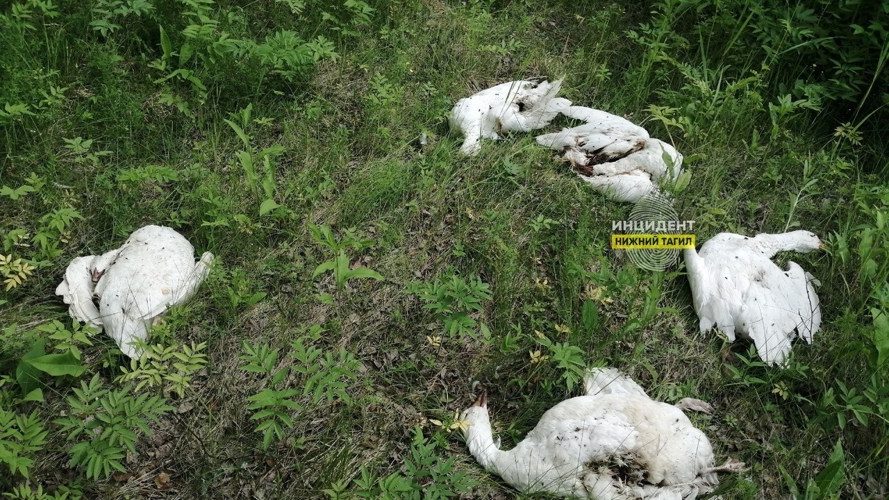 Разлагающиеся туши гусей найдены в садах под Нижним Тагилом