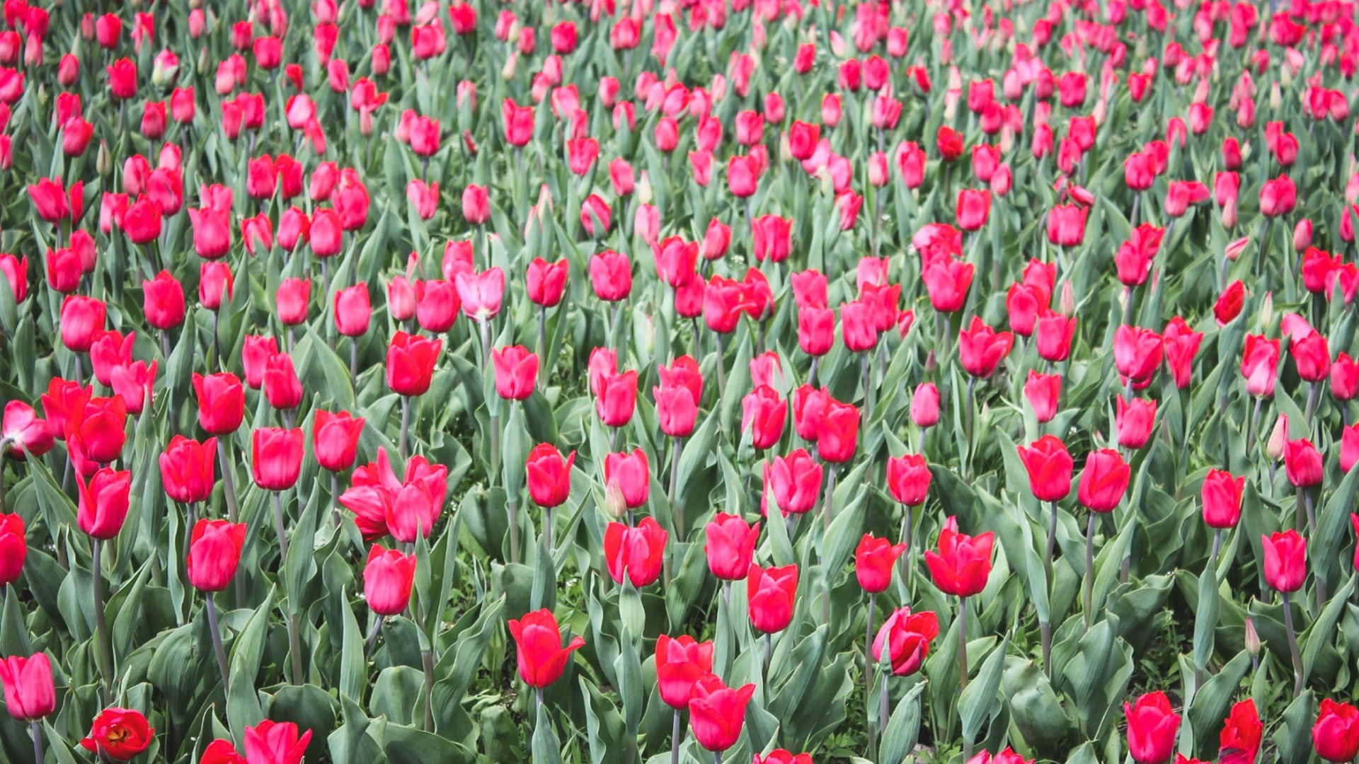 Более 240 тысяч цветов высажено в юбилейный год в Нижнем Тагиле