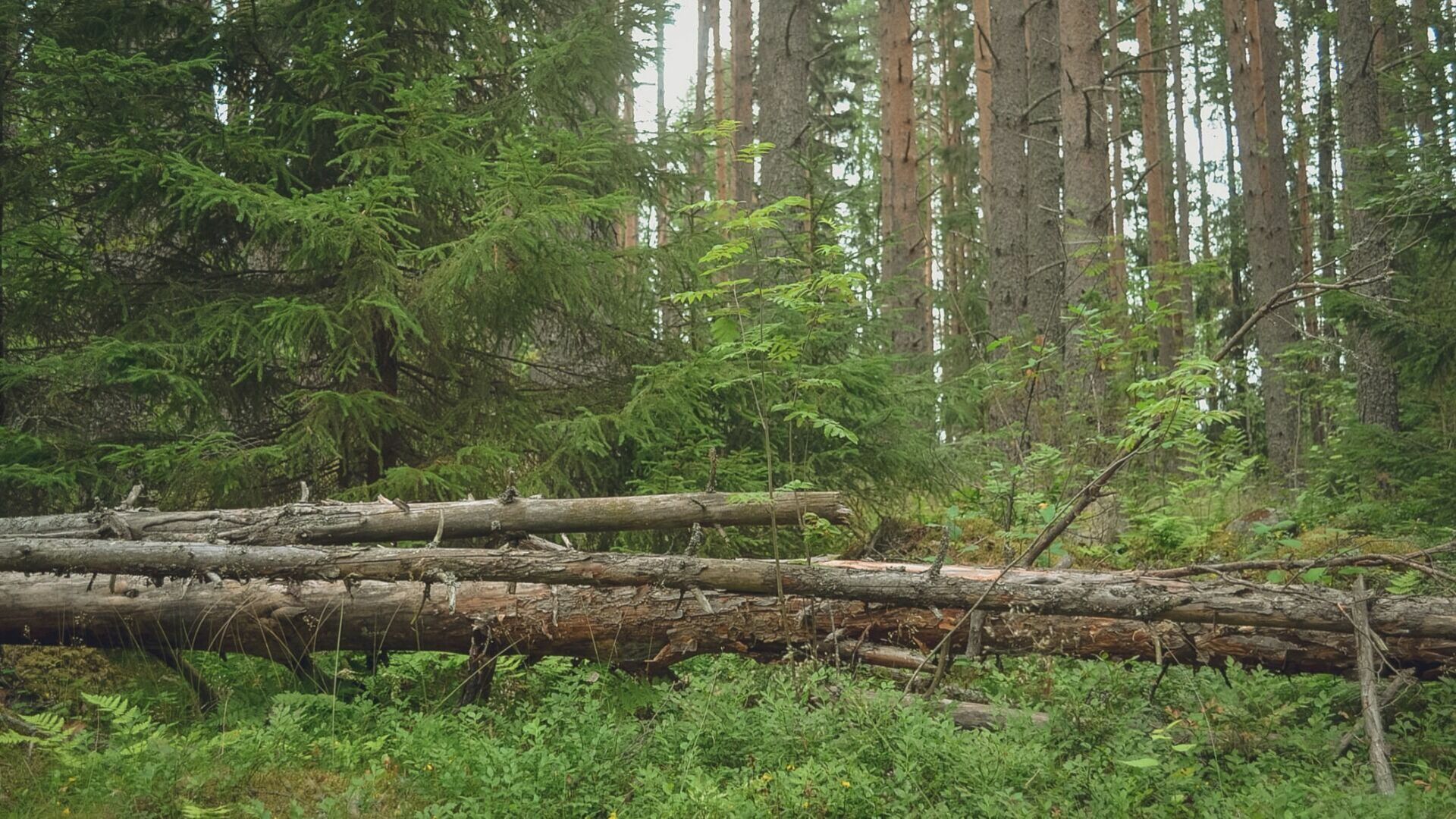 За минувшие сутки в Свердловской области было потушено восемь лесных пожаров