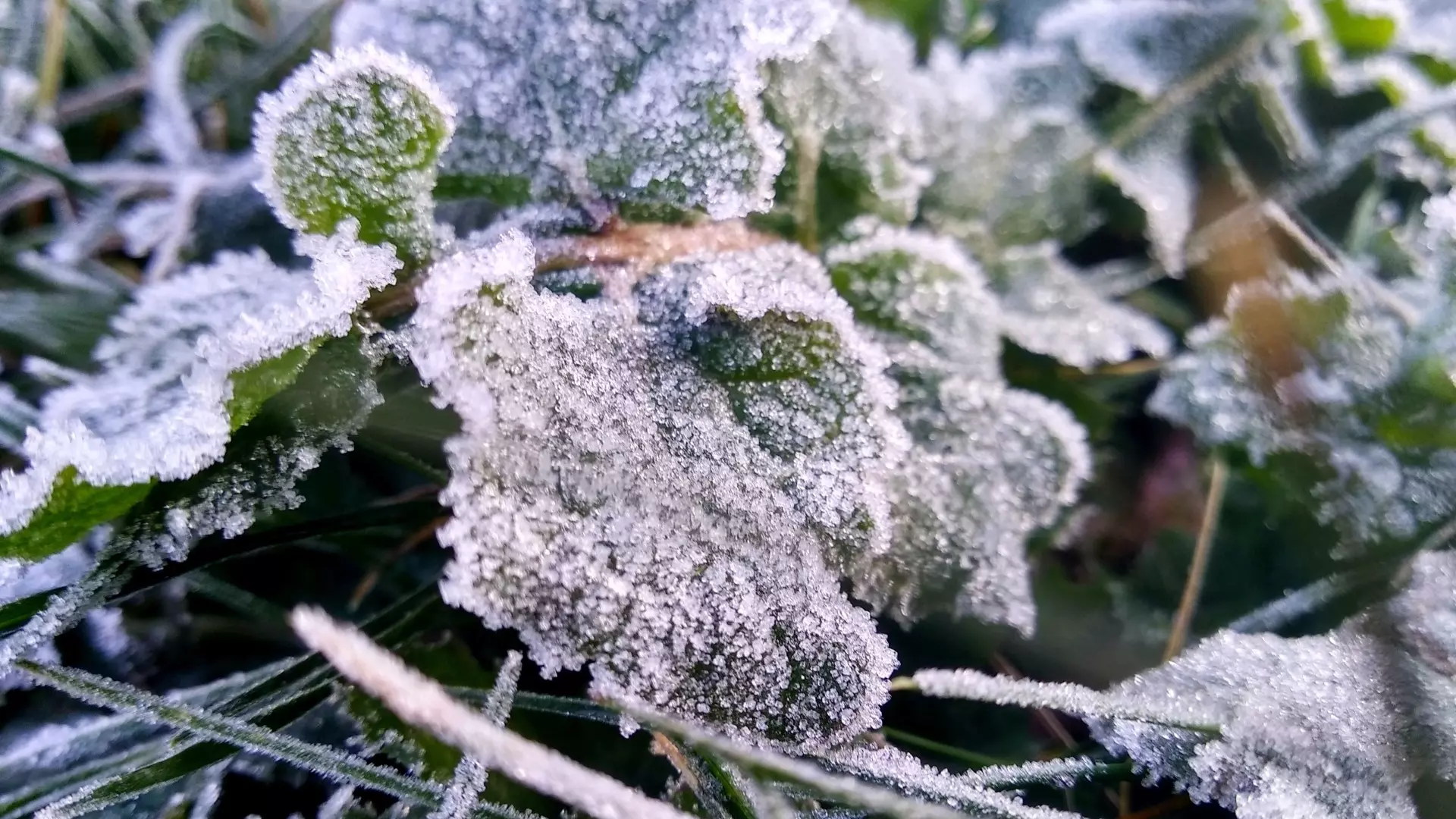 Заморозки до -3 градусов ожидаются в Свердловской области