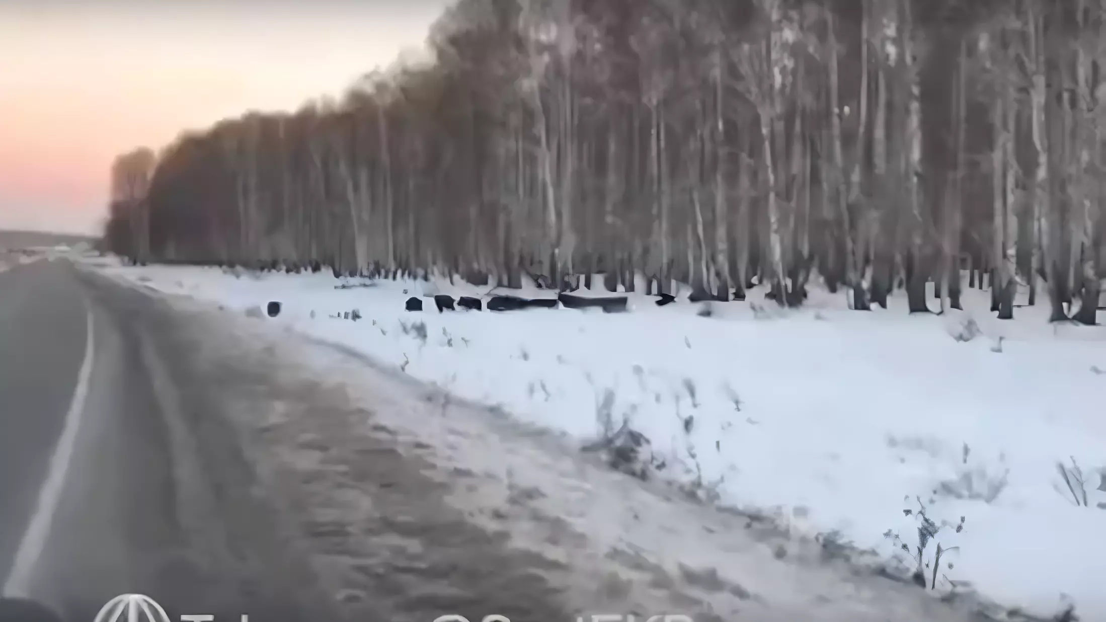 Жители Свердловской области заметили кабанов на дороге под Каменском-Уральским