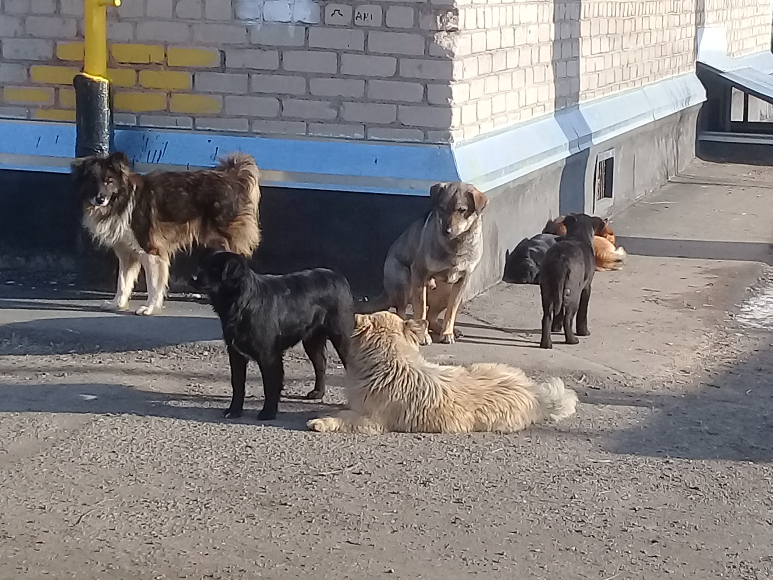 Отлов бездомных собак проведут 4 марта в Нижнем Тагиле
