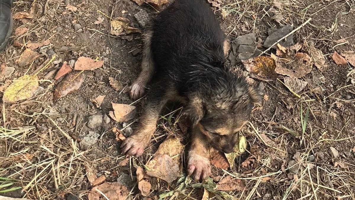 Спасатели из Нижнего Тагила вытащили щенка из трубы