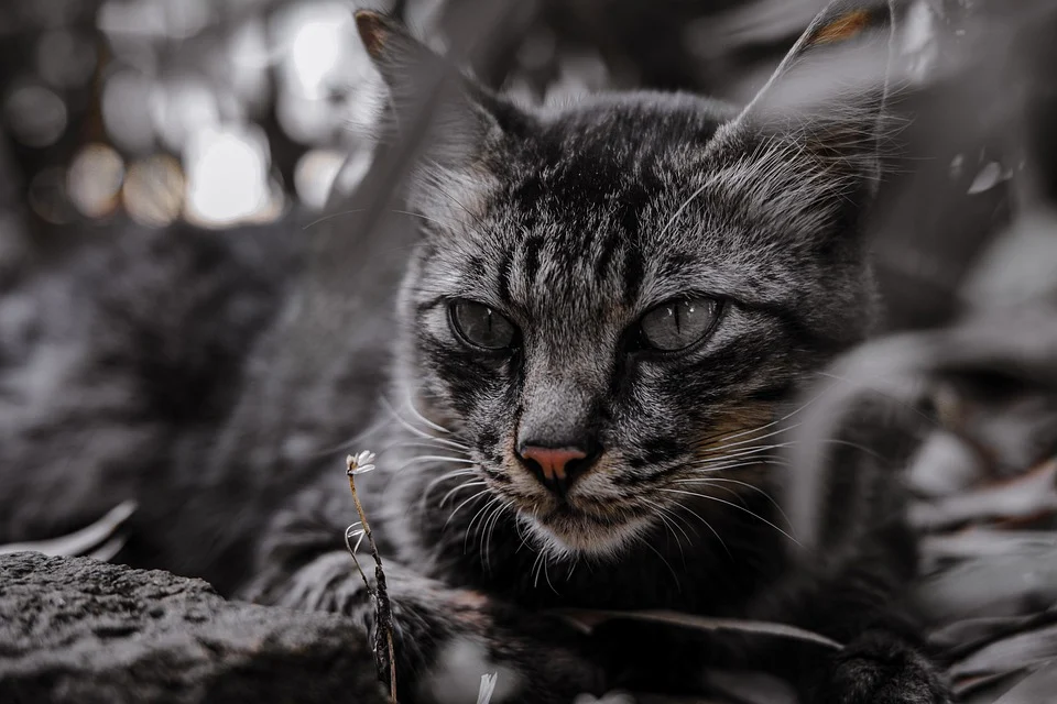 Соседи жаловались на запах: почти сотня кошек оказалась запертой в квартире на Урале