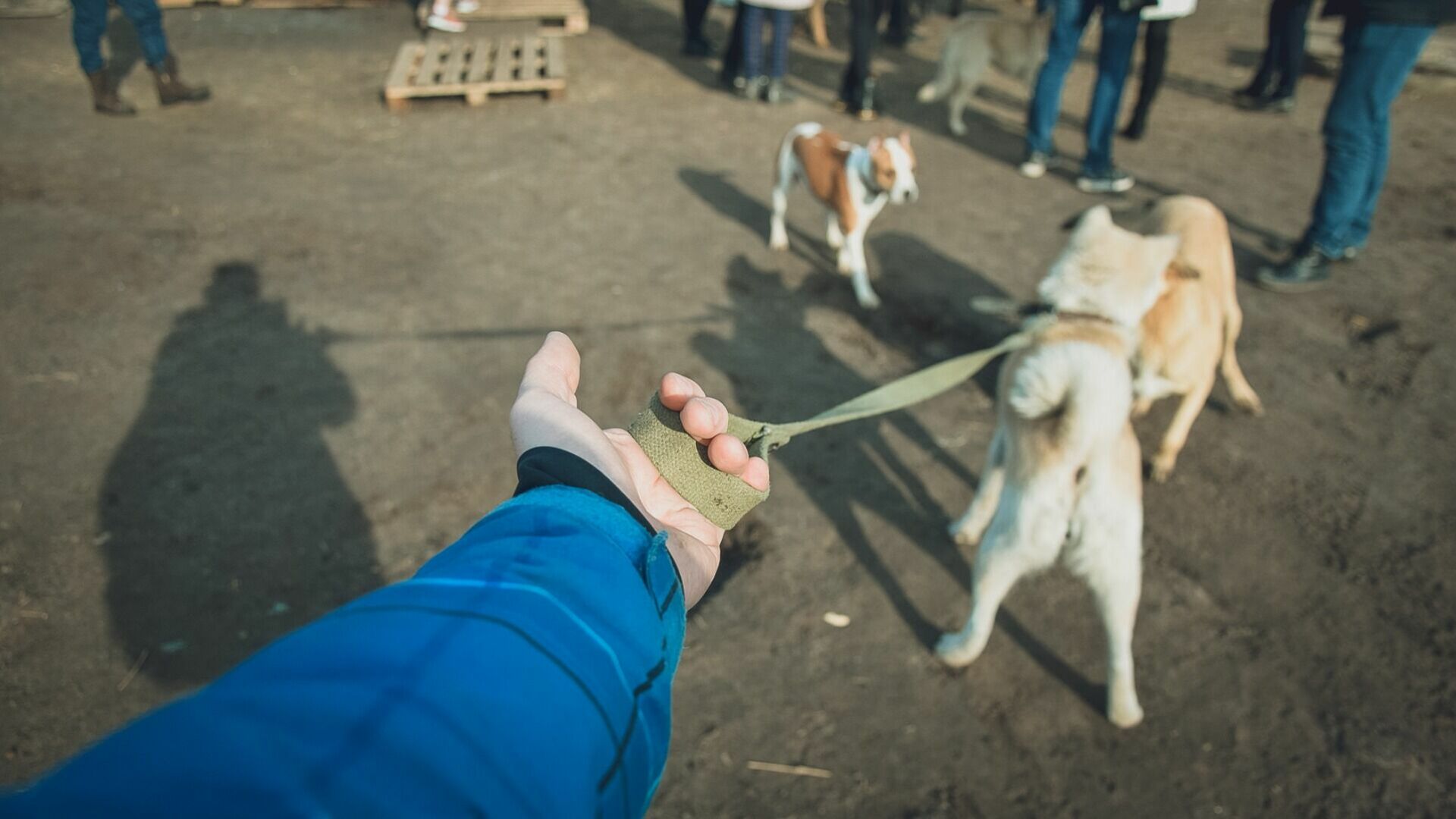 В Екатеринбурге стая из пяти крупных псов чуть не разорвала женщину и собаку