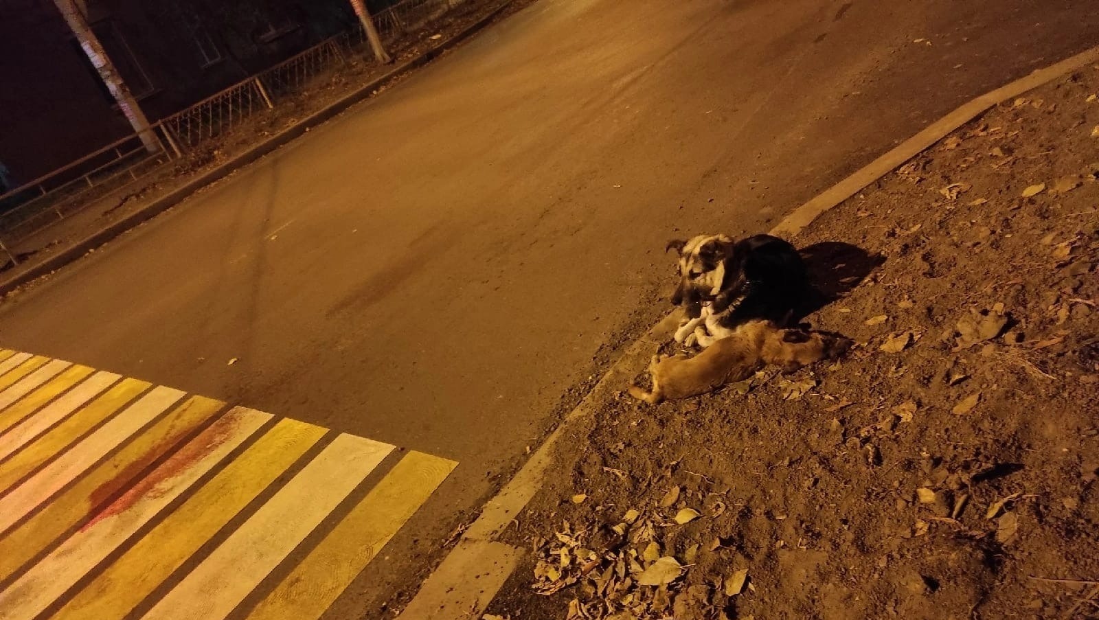 В Нижнем Тагиле собака охраняла сбитого на пешеходном переходе «товарища»