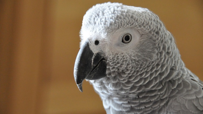 Продавший умирающего попугая зоомагазин в Первоуральске не смог обжаловать свою вину