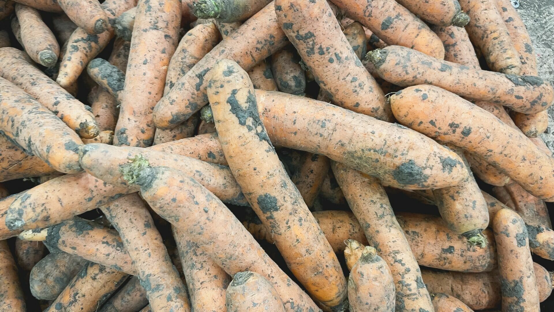 Огурцы и морковь подешевели в Свердловской области