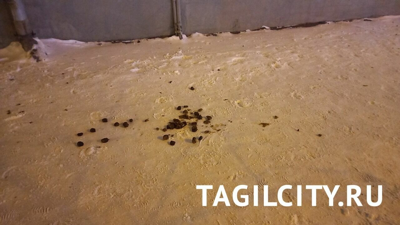 За лошадями не убирают фекалии в ледовом городке Нижнего Тагила