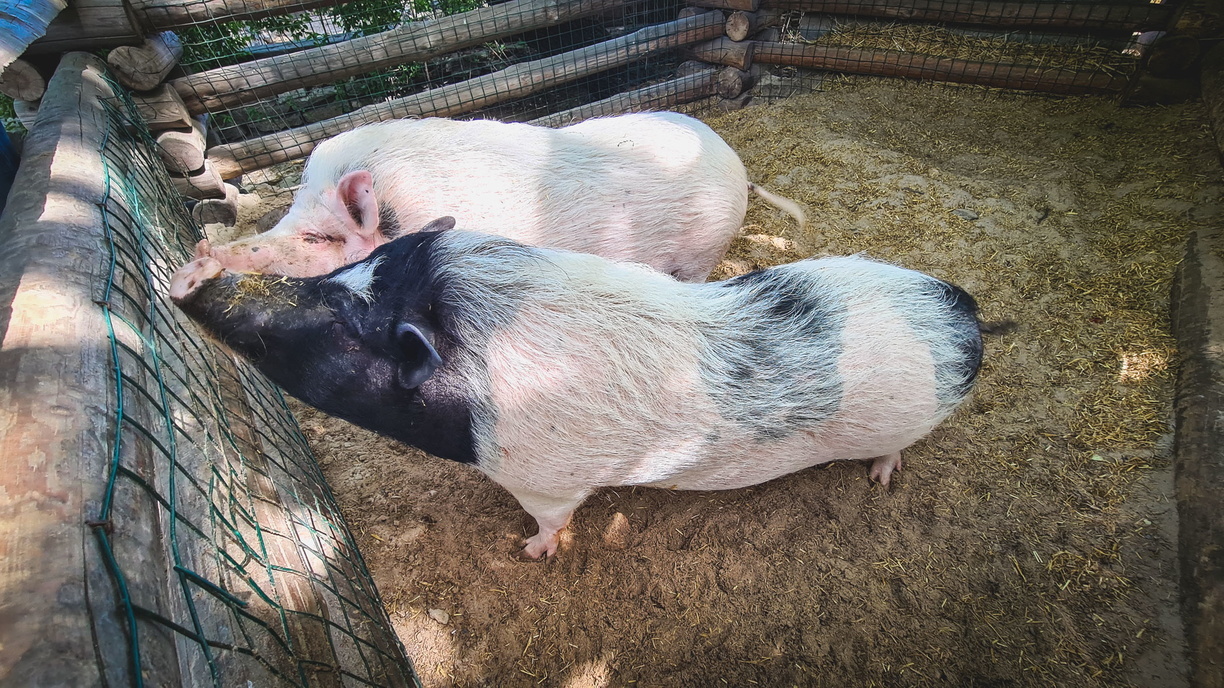 Африканская чума свиней выявлена еще на 4 территориях Свердловской области