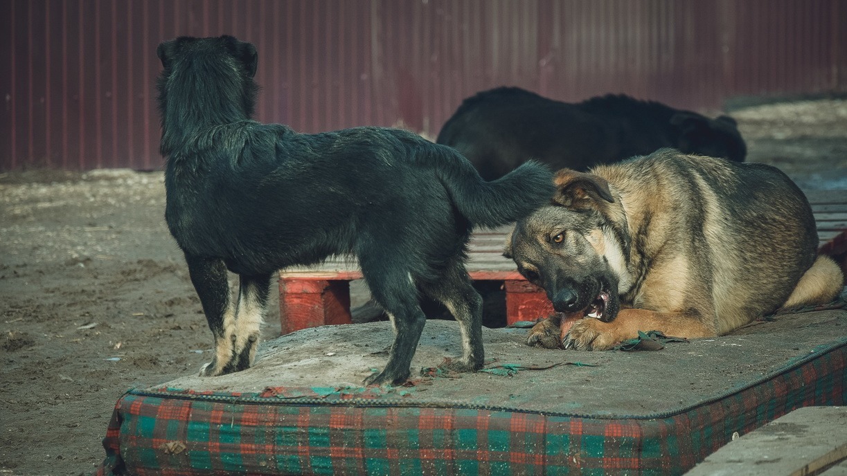 В свердловском поселке бездомные собаки съели новорожденного теленка