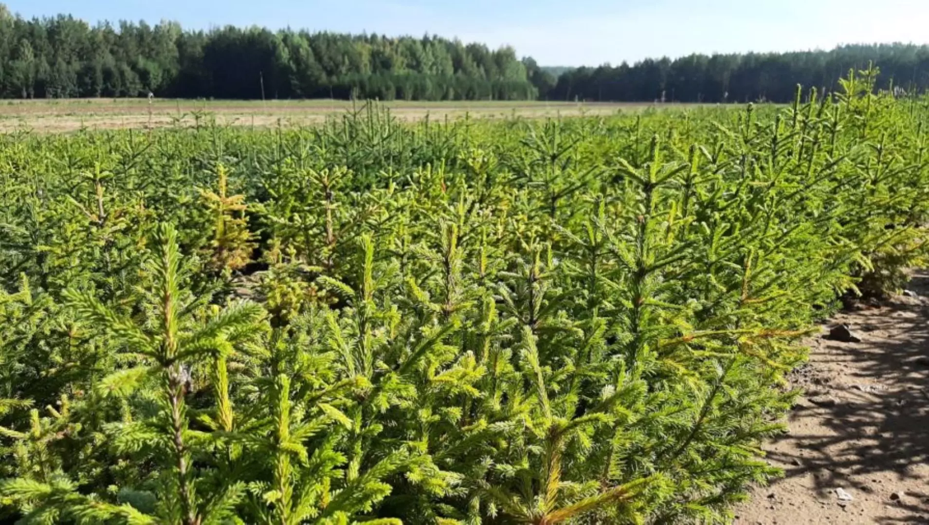 Правительство Свердловской области утвердило план по защите экологии в 2024 году