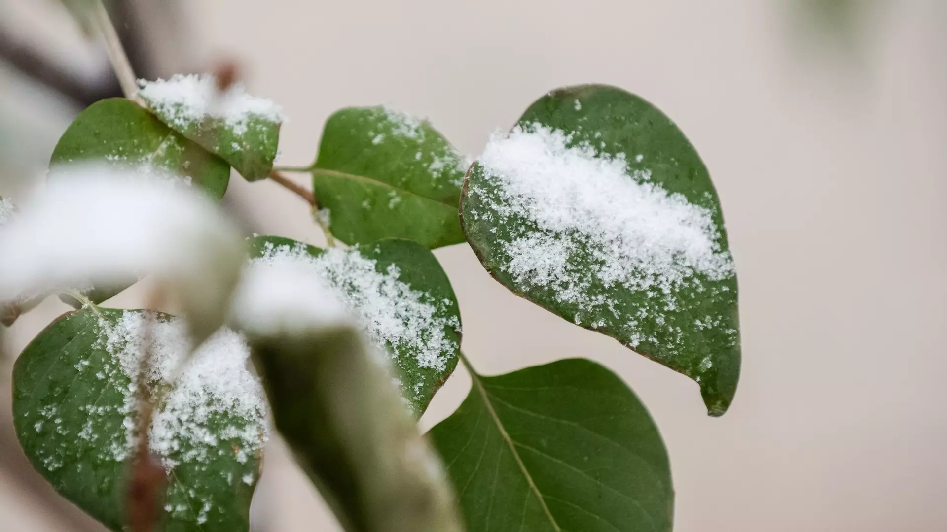 Снег и заморозки прогнозируются в Нижнем Тагиле