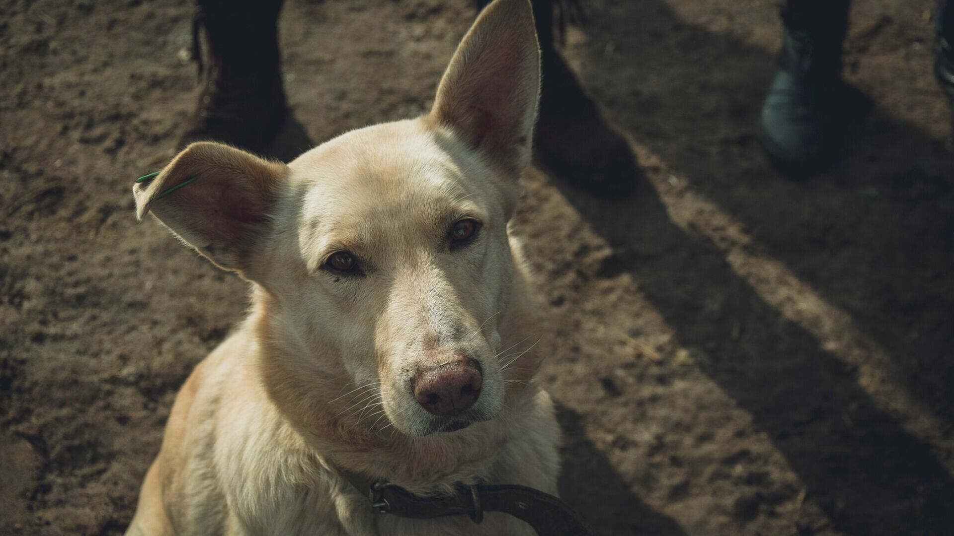 За обвинения в травле собак в поселковом чате свердловчанка заплатит 30 тысяч рублей