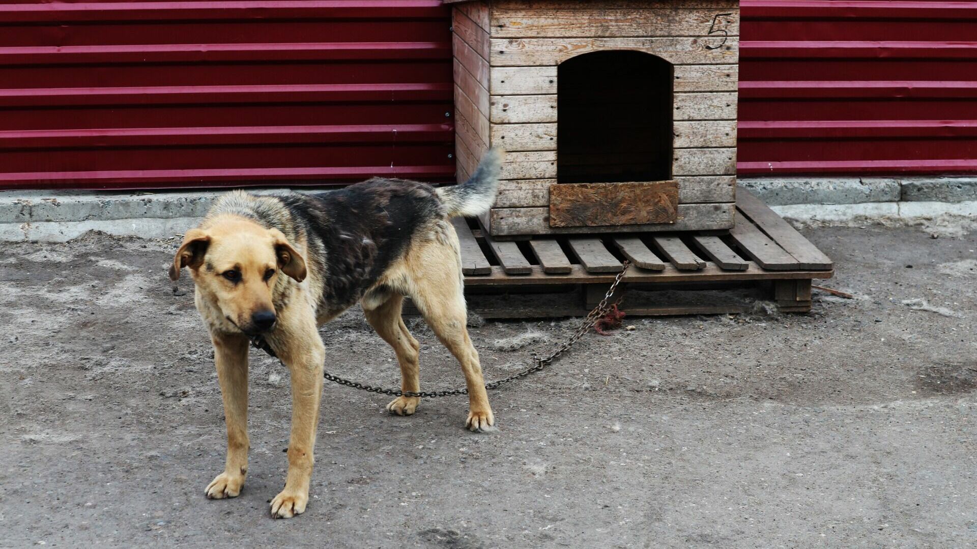Волки украли с цепи и разорвали дворового пса в поселке в Свердловской области
