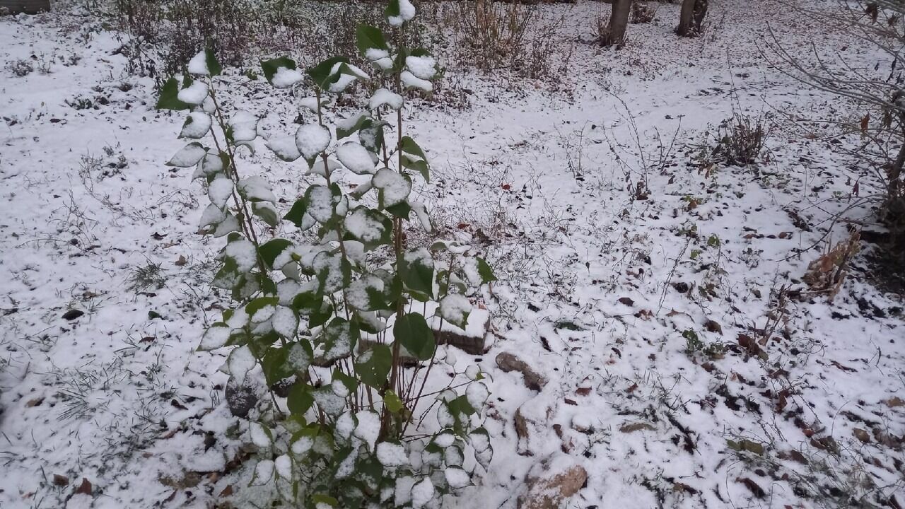 Выпал обильный снег. Скоро выпадет снег. Снег в Нижнем Тагиле. Снег выпал в Нижнем. Осадки зимой.