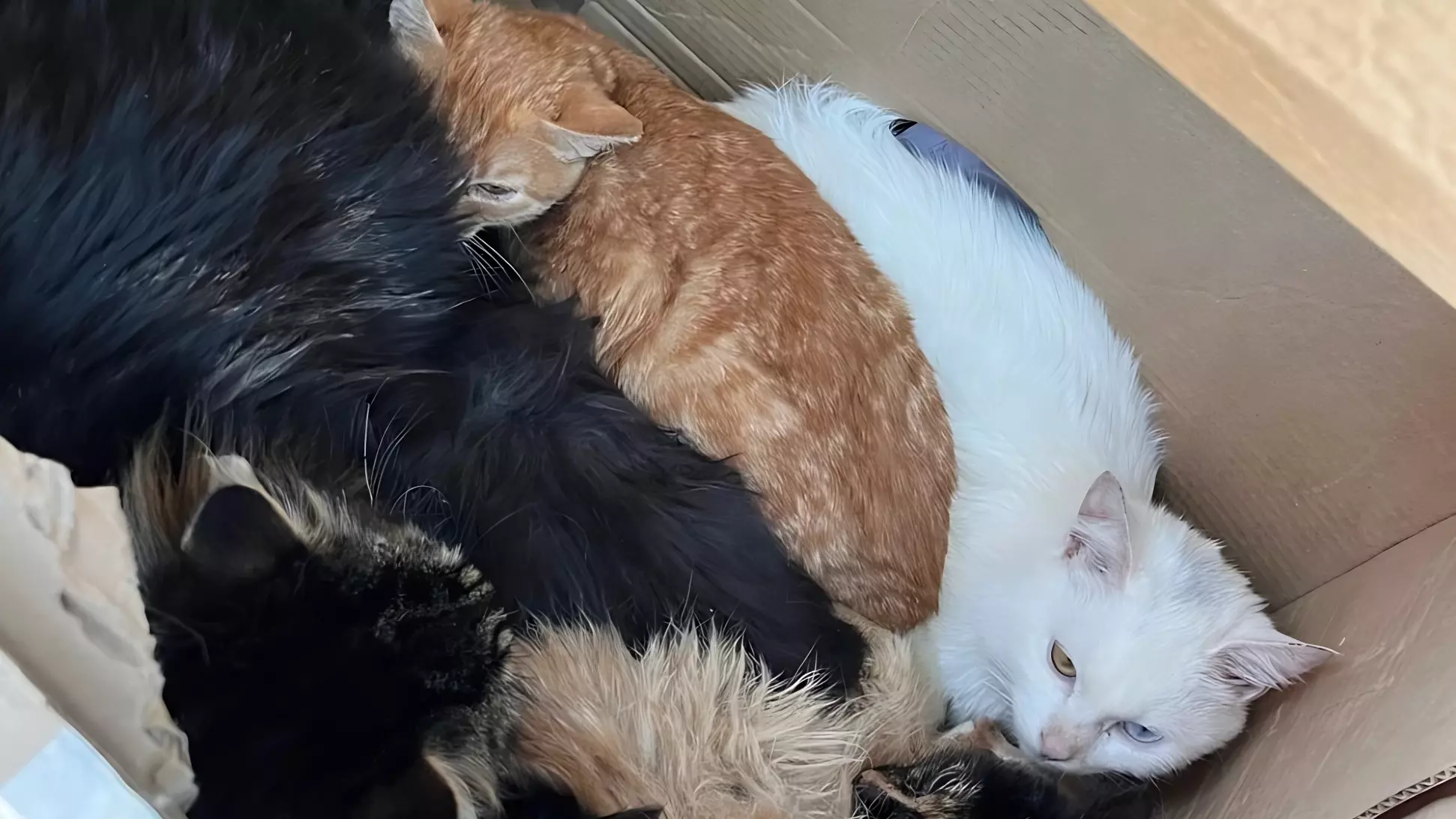 10 кошек с котятами выкинули на мороз в Свердловской области