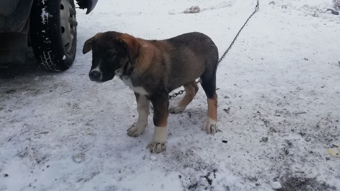 Уголовное дело за убийство собаки в Черноисточинске возбудила полиция Нижнего Тагила