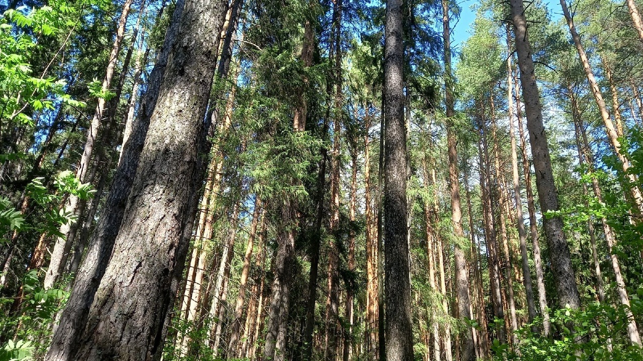 Тагильчане смогут узнать о лесоохране и особо охраняемых природных объектах
