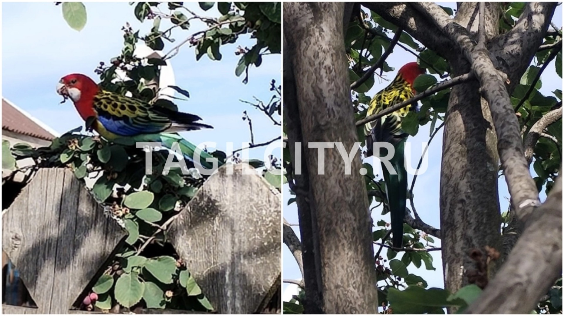 Попугай ара летает по огородам в Нижнем Тагиле на Новой Кушве