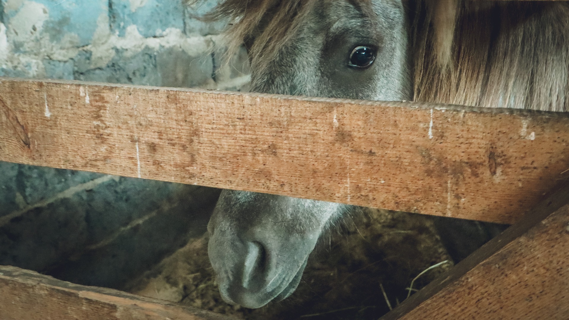 Контактный зоопарк с истощенными лошадьми и голодными енотами нашли на Урале