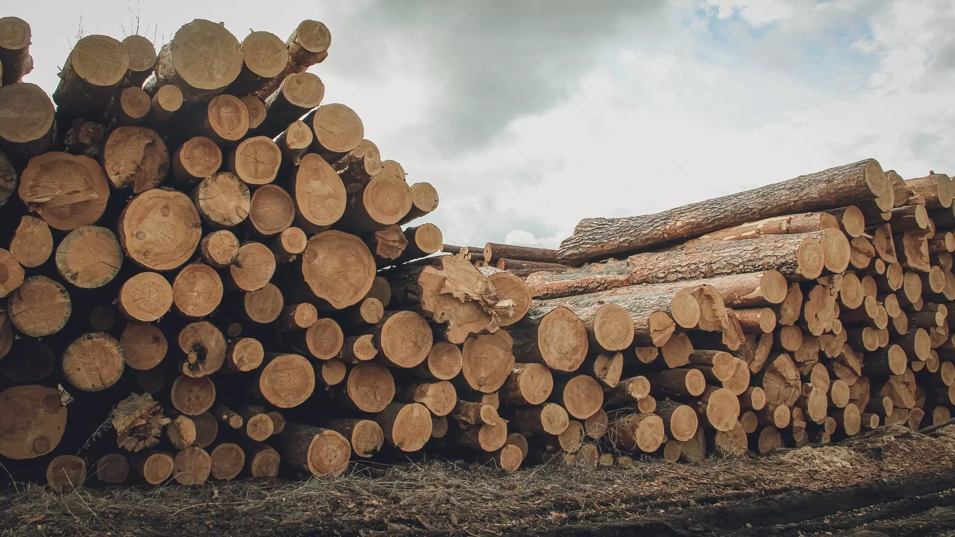 В 6 млн рублей оценивается ущерб от незаконной вырубки лесов на Урале