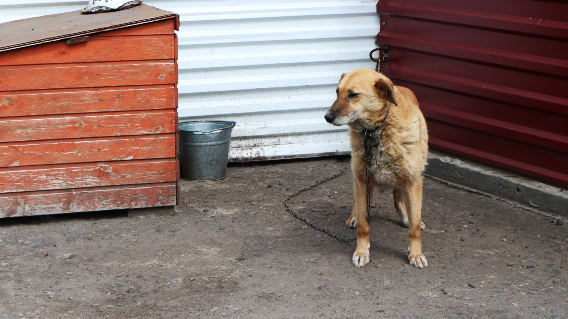 Водитель выгуливал собаку через окно автомобиля в поселке Шайдурово