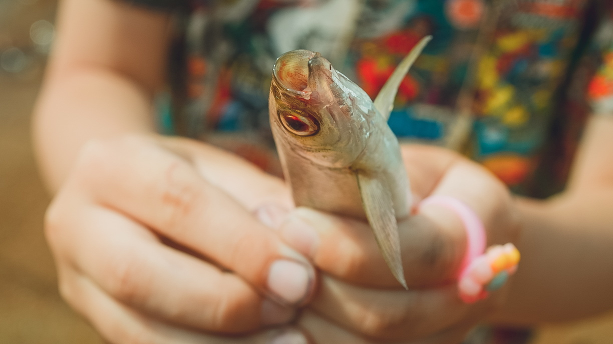 На екатеринбургском рыбзаводе в этом году вырастят полмиллиона рыб