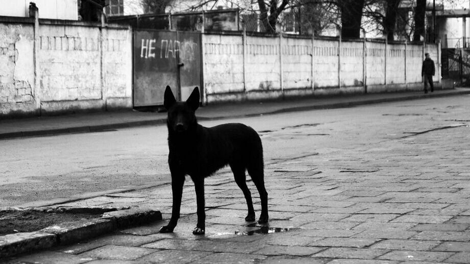 Неизвестные в Екатеринбурге расстреляли двух собак