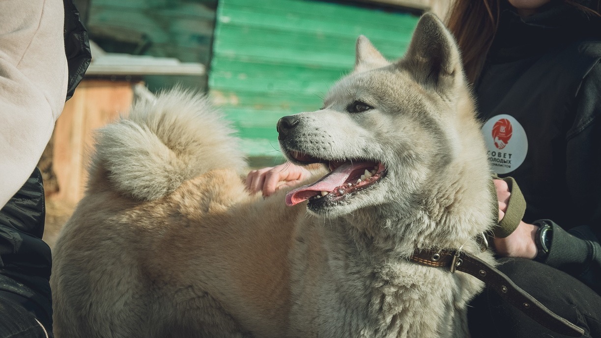 Проверка по поводу отказа в осмотре укушенной собакой девушки ведется в Нижнем Тагиле