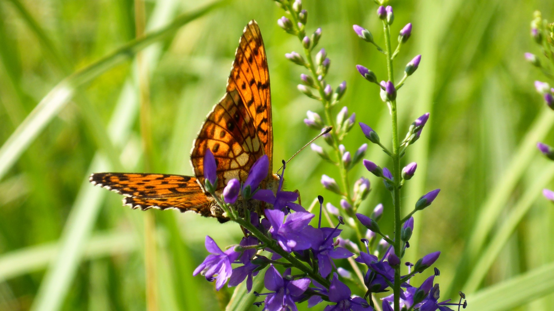 Нашествие бабочек-вредителей ожидается в Свердловской области