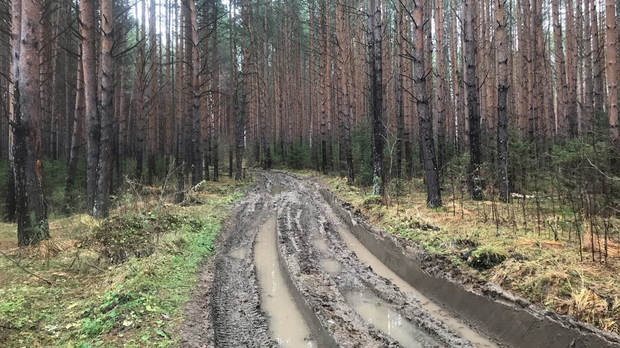 Вмешаться в строительство дороги через лес попросят екатеринбуржцы губернатора