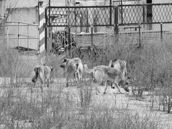 Жители пригорода Нижнего Тагила вновь жалуются на своры бродячих собак