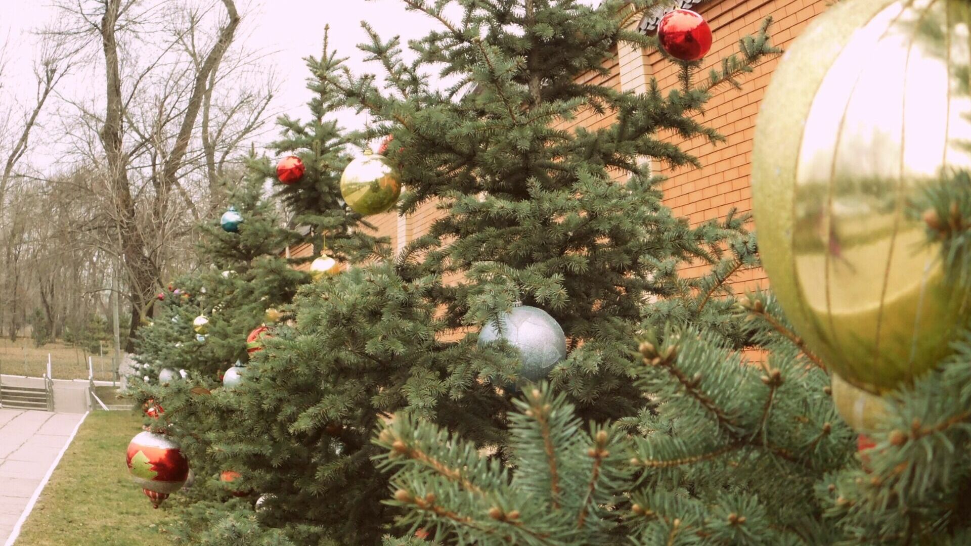 Легально срубить елку к Новому году разрешили в Свердловской области