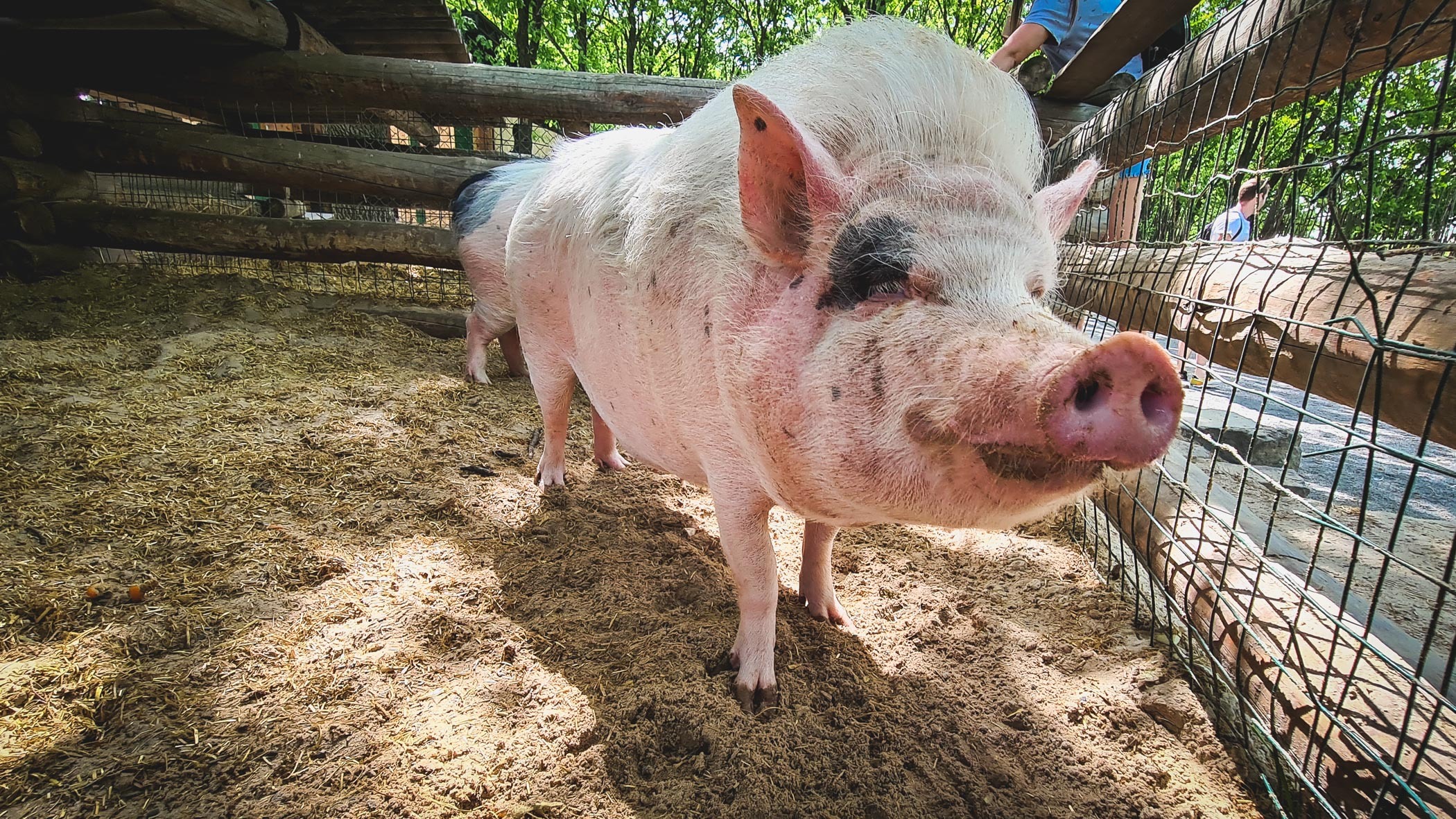 Из-за вспышки африканской чумы свиньи в свердловском селе будут ликвидированы