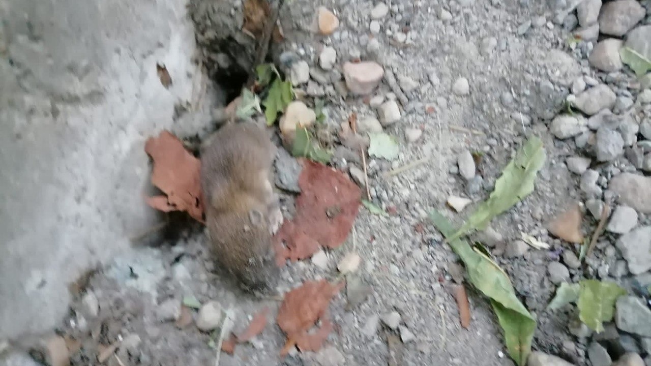 Полчища крыс атаковали дом в Нижнем Тагиле