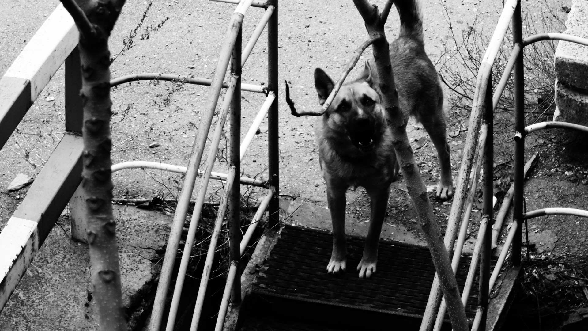 Бойцовские псы бросились на домашних и начали их рвать на Эльмаше в Екатеринбурге