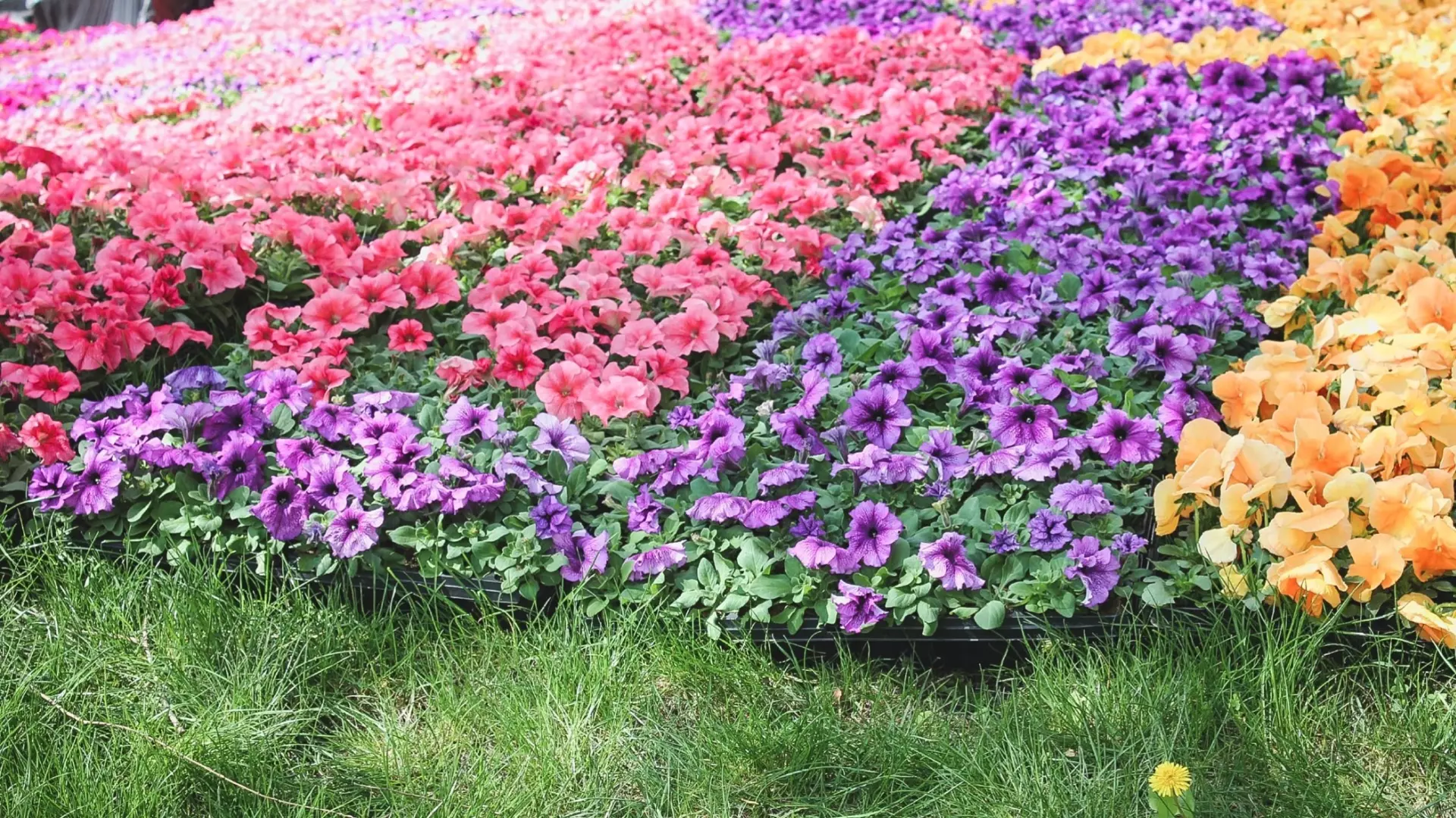 В Нижнем Тагиле высадят 187,5 тысячи цветов на общественных территориях