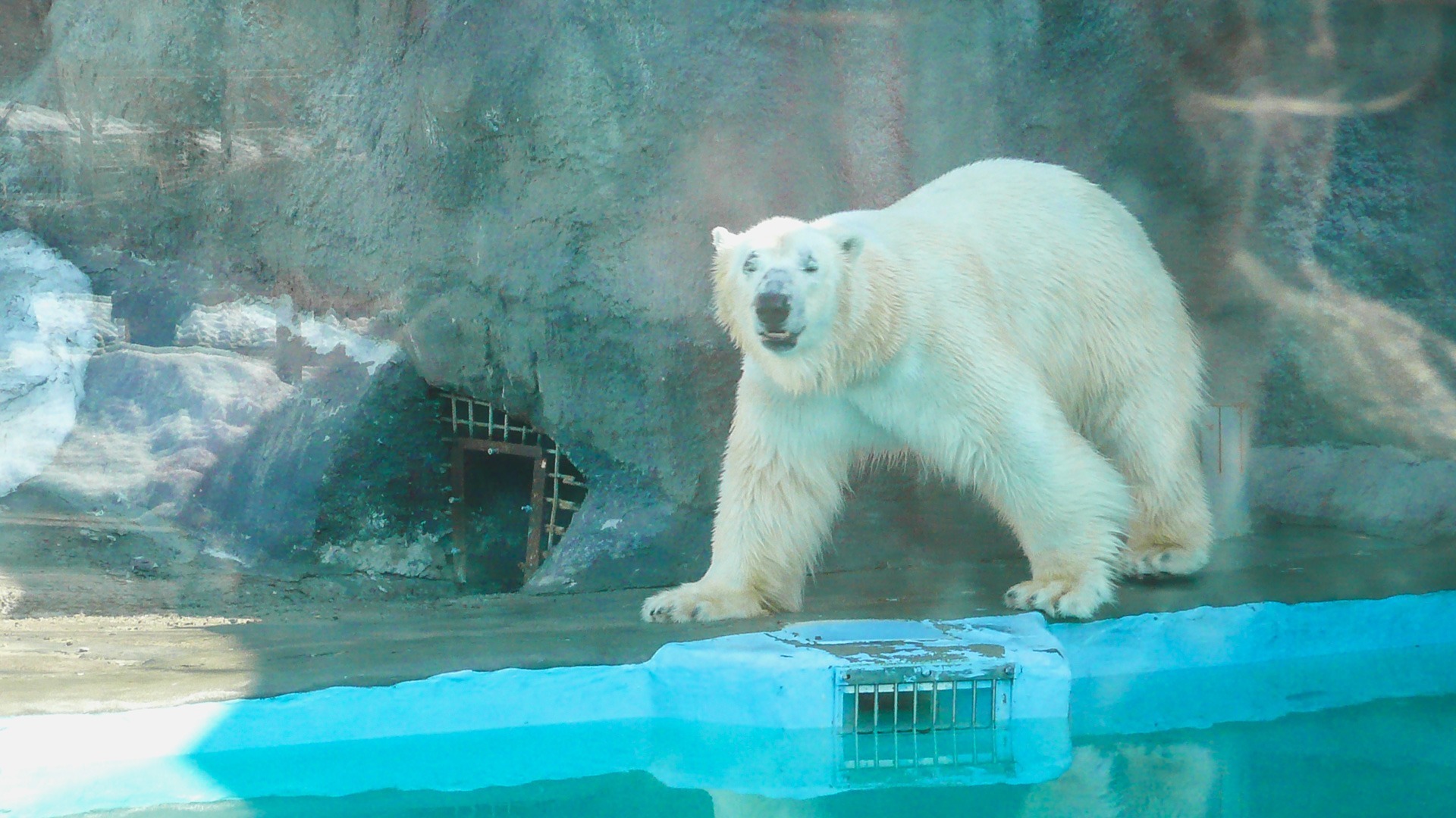 В зоопарке Екатеринбурга скончалась медведица Айна