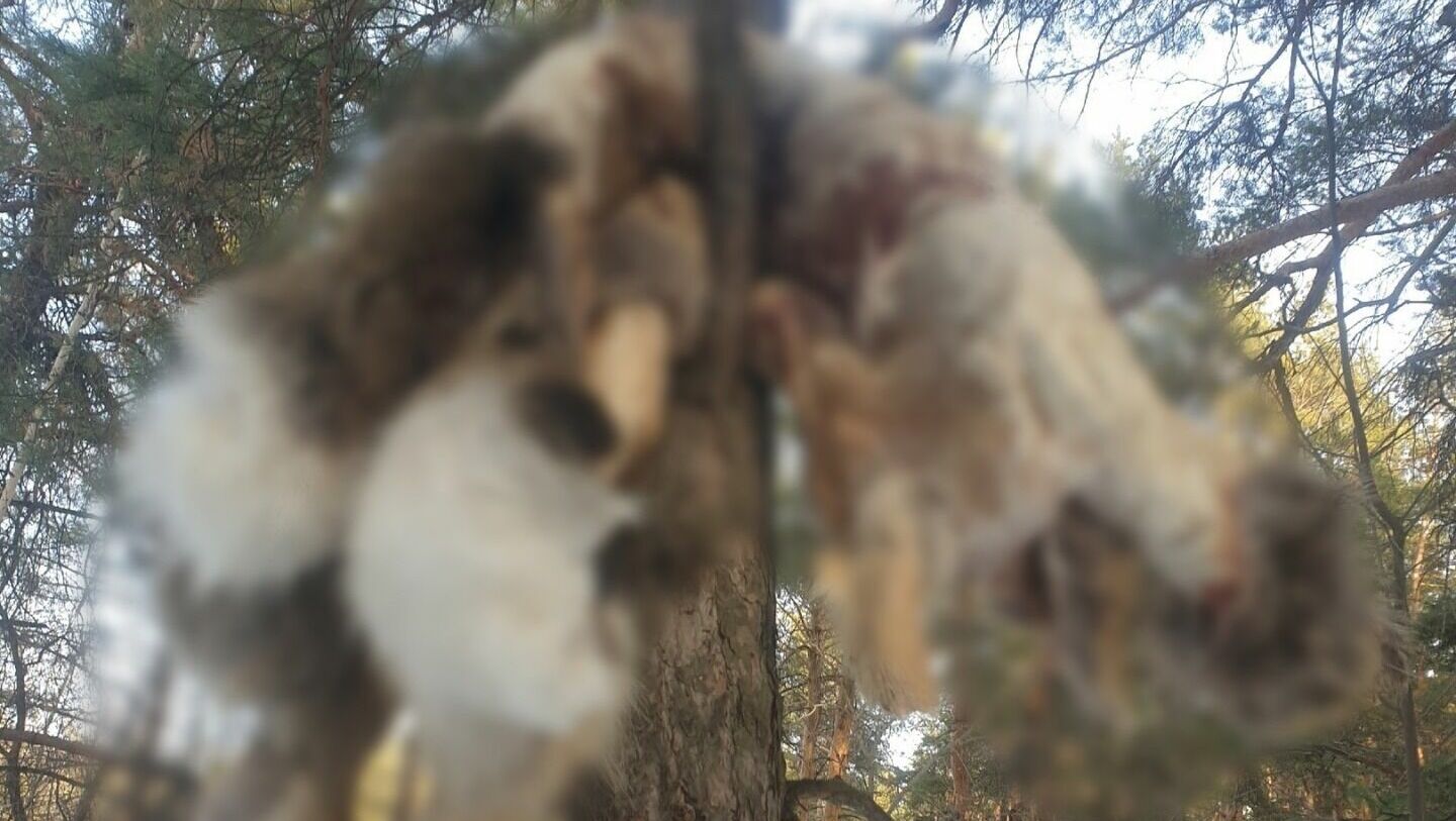 Труп животного на дереве нашла в лесу жительница Каменска–Уральского